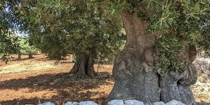 Oliveraies du Salento sous le soleil de juillet, Les Pouilles en Juillet, Italie