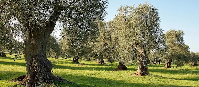 Oliviers de plusieurs siècles près d'une masseria typique, juin, Pouilles