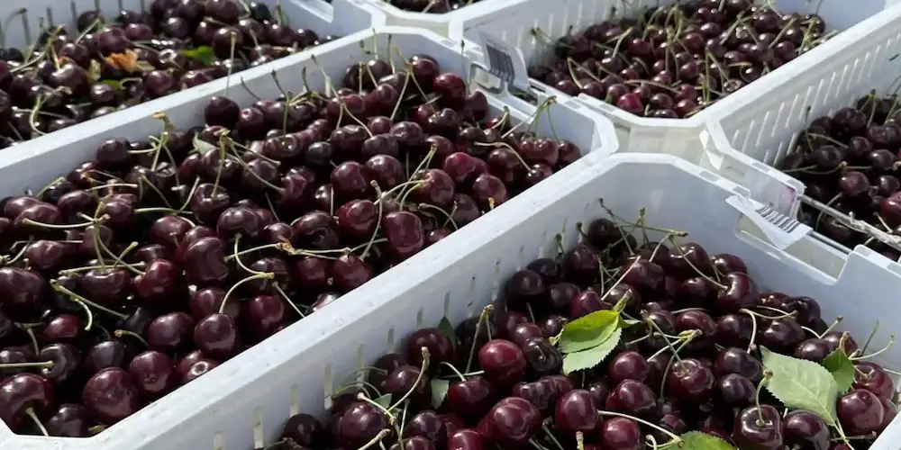 Cerises Ferrovia fraîches sur un étal de marché, sagra de Turi, juin, Pouilles