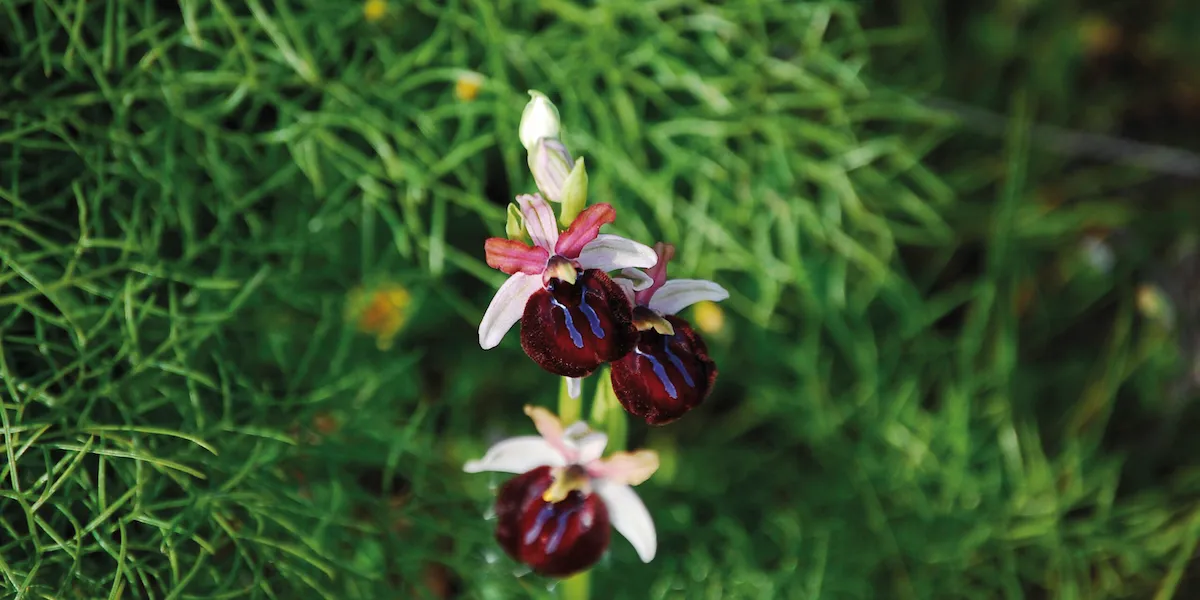 Orchidées sauvages de la Foresta Umbra dans le Gargano au printemps, mai, Pouilles