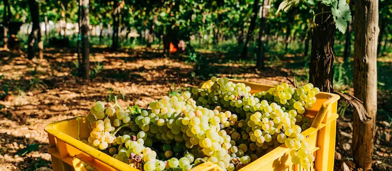 Dégustation de Primitivo au milieu des fûts, domaine des Pouilles, septembre