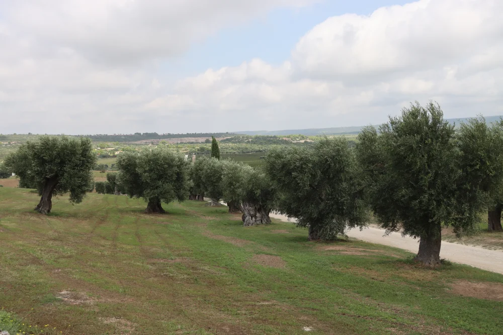 Masseria entourée d'oliviers centenaires dans la campagne apulienne, près de Polignano a Mare, Pouilles