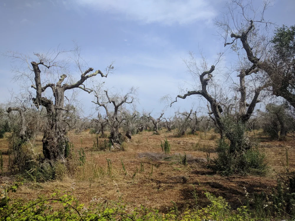 Oliviers dévastés par la bactérie Xylella fastidiosa le long de la SS613 près de Surano, Pouilles, Italie du Sud