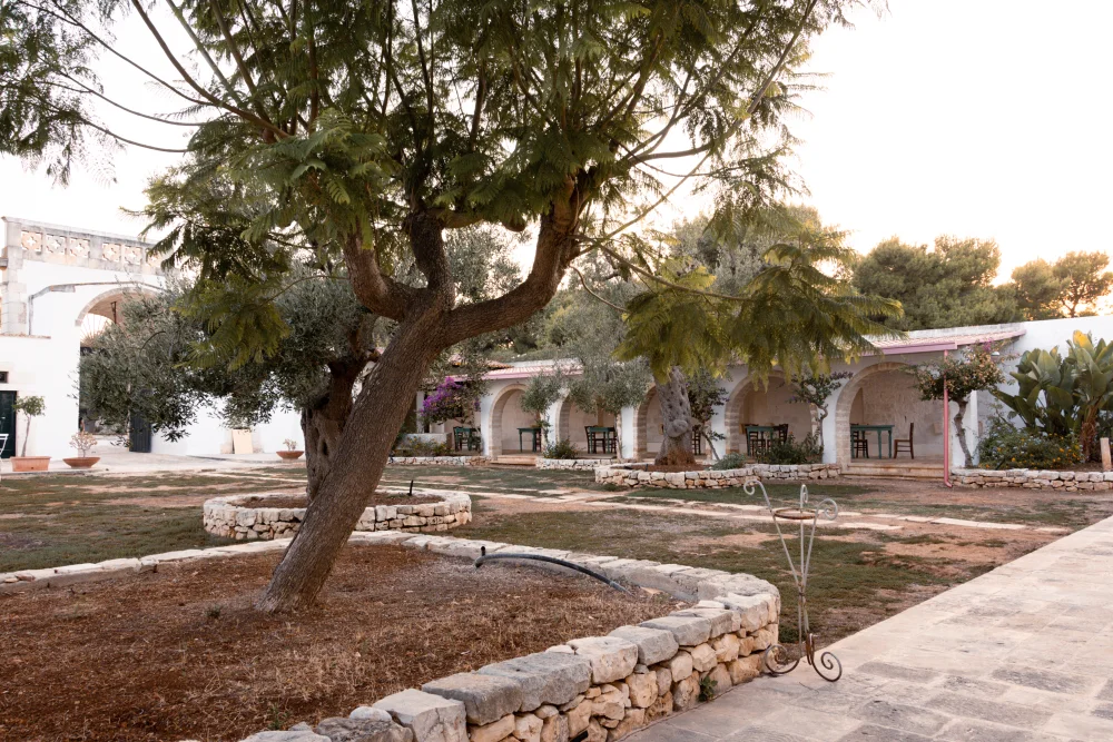 Allée de cyprès et oliveraie d'une masseria dans la campagne des Pouilles, Italie