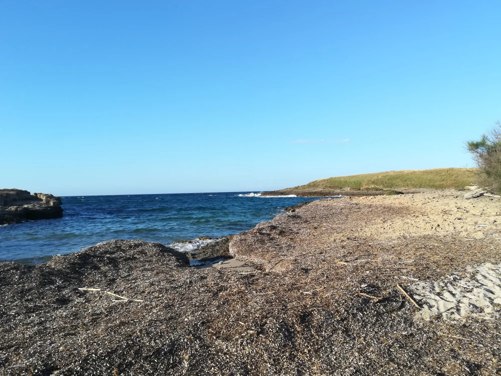 Plage sauvage de la réserve naturelle de Torre Guaceto avec dunes, végétation méditerranéenne et eaux translucides, au nord de Brindisi, Pouilles, Italie