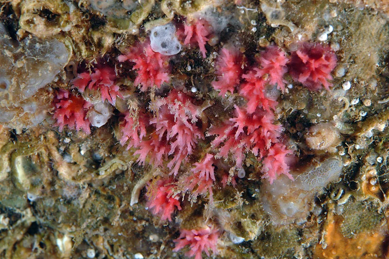 Miniacina miniacea, foraminifère rouge responsable de la couleur du sable rose de la Spiaggia Rosa de Budelli, plage rose sardaigne