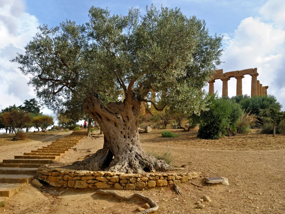 Oliviers millénaires dans la Vallée des Temples d'Agrigente au coucher du soleil, Sicile