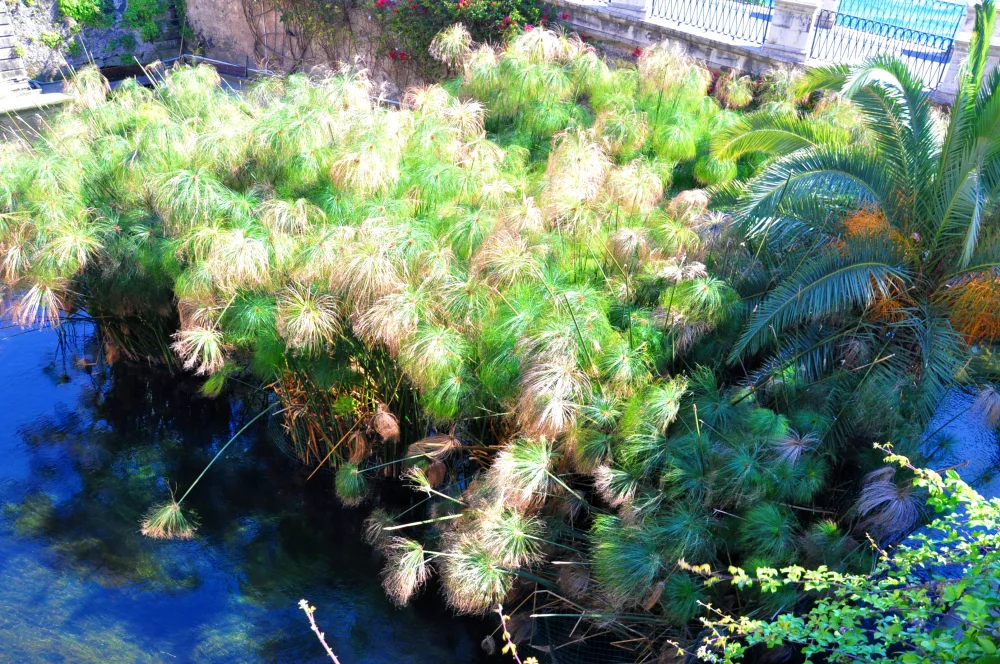 Papyrus de la Fontaine Aréthuse poussant à l'état naturel avec la baie de Syracuse en arrière-plan, île d'Ortygie, Sicile