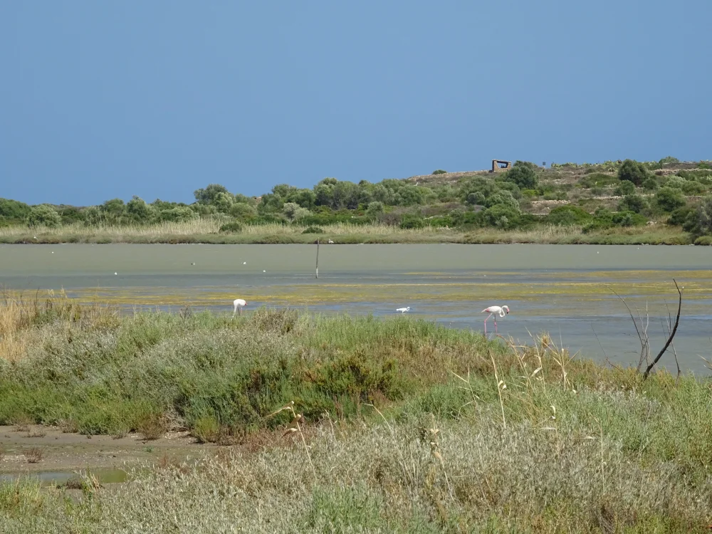 Plage sauvage de la réserve naturelle de Vendicari bordée de myrtes, côte sud-est de la Sicile, septembre