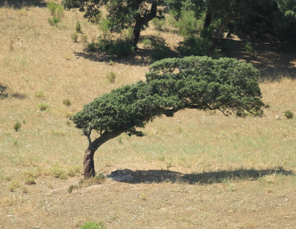 Chêne-liège à l'écorce rouge brique récemment écorcée dans une forêt de la Gallura, Sardaigne intérieure