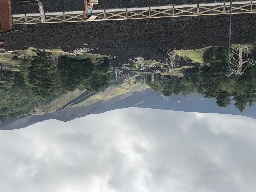 Coulées de lave et forêt de pins au Piano Provenzana, versant Nord de l'Etna, Sicile