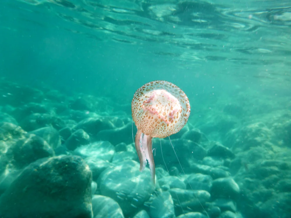 Pelagia noctiluca, Méduses en Sardaigne, tentacules urticantes visibles