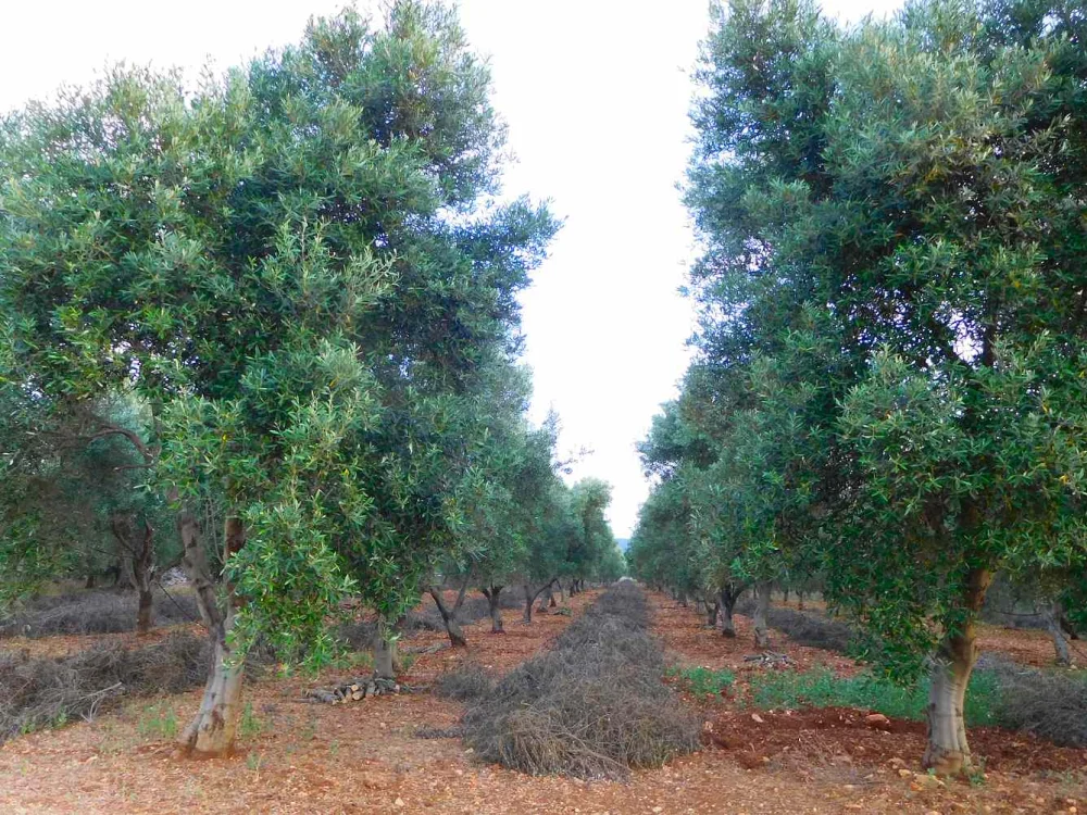 Rangées d'oliviers taillés en bord de voie ferrée près d'Ostuni, Pouilles