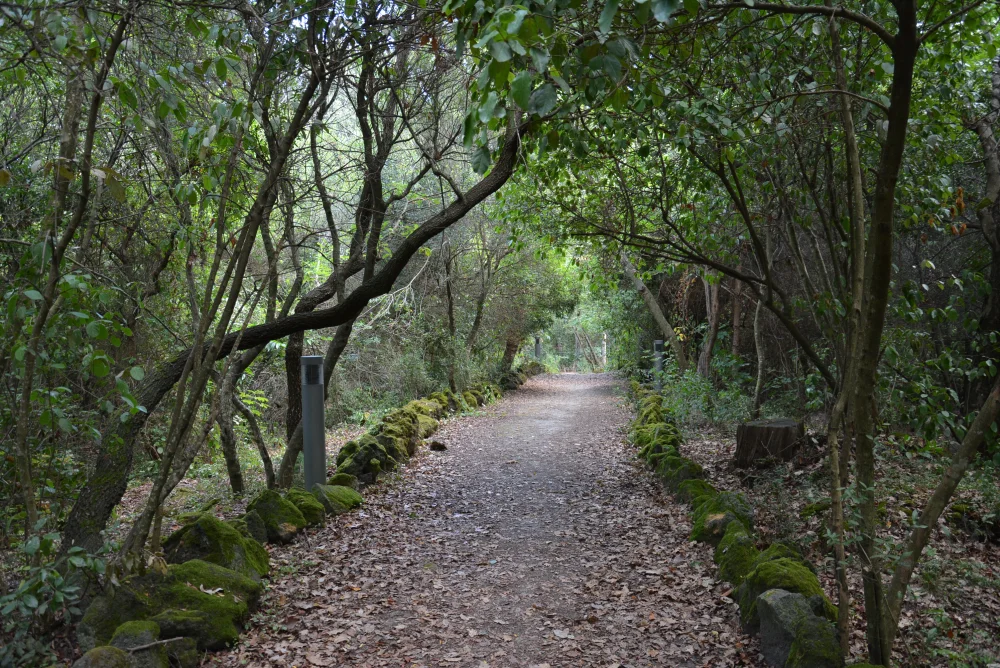 Sentier ombragé sous les pins parasols de la Pineta Mirtina, entre Ischia Porto et Ischia Ponte