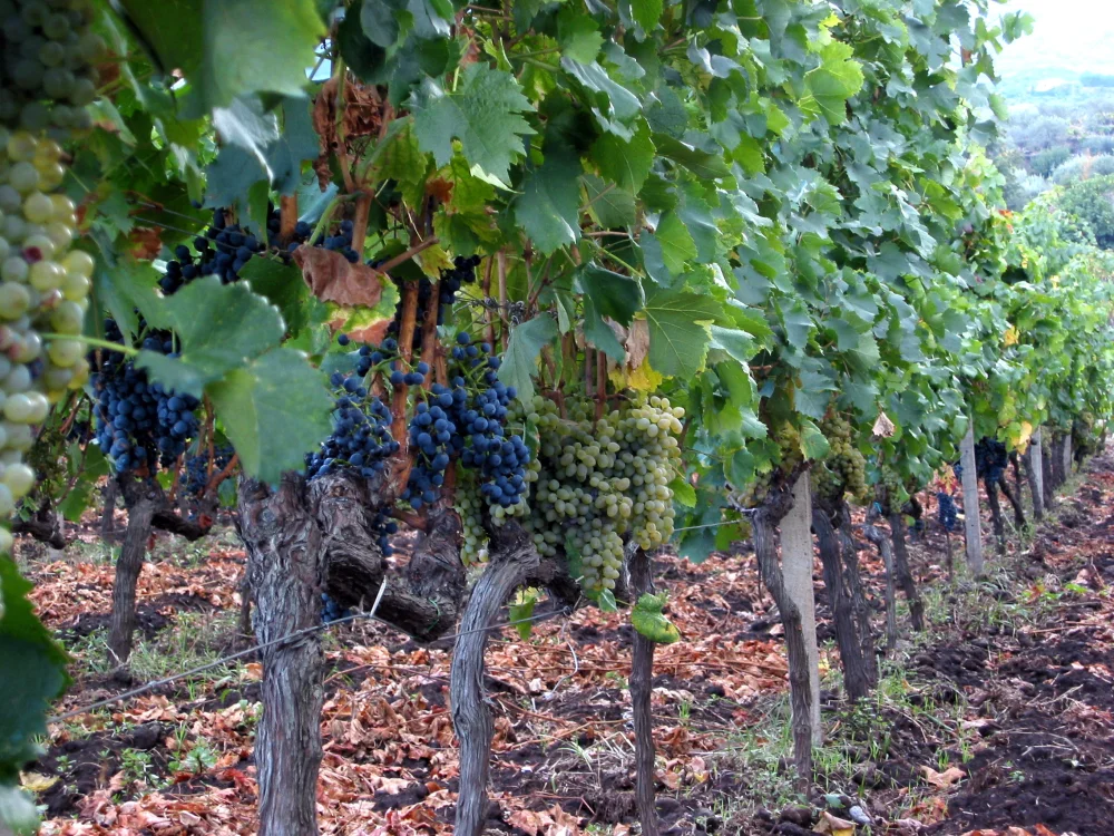 Vignes de l'Etna avec cépage carricante en terrasse