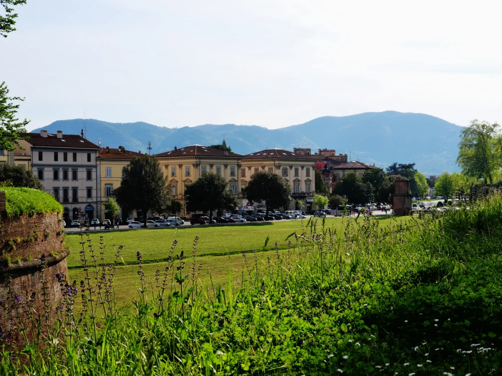 Cyclistes sous les platanes centenaires des remparts de Lucques