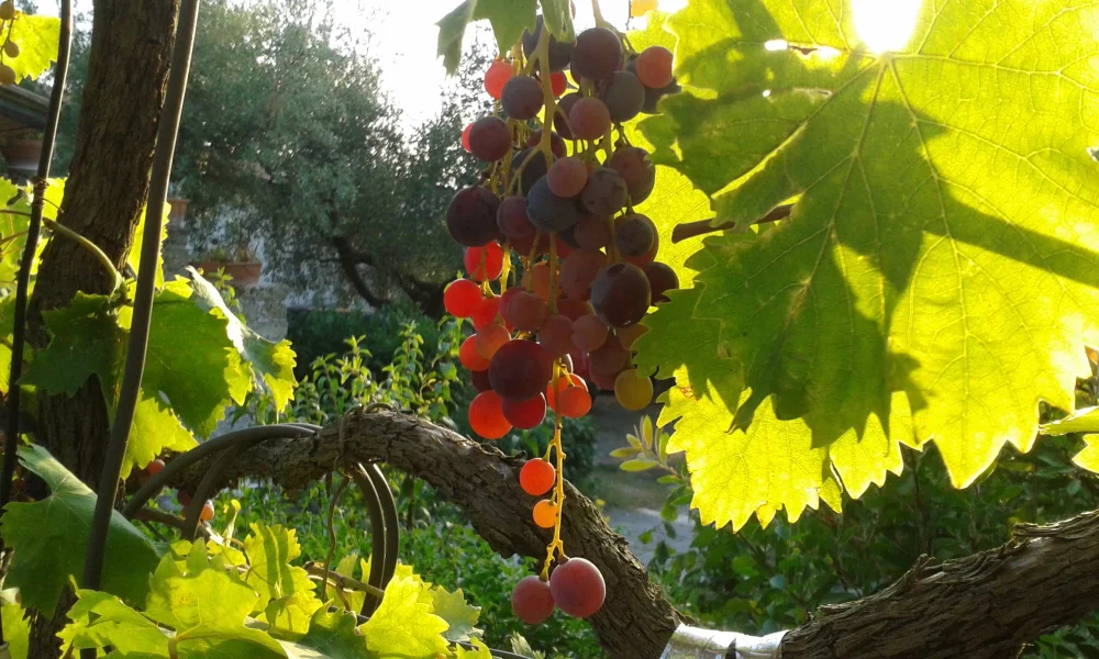 Route bordée de vignobles dans le Parco dei Castelli Romani, Latium