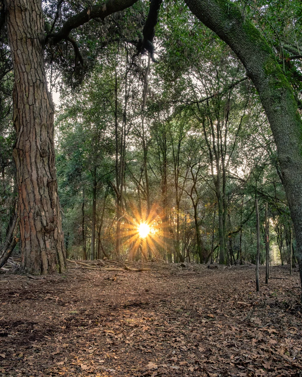 Allée forestière du Parco di San Rossore près de Pise, pinède sur sol sablonneux