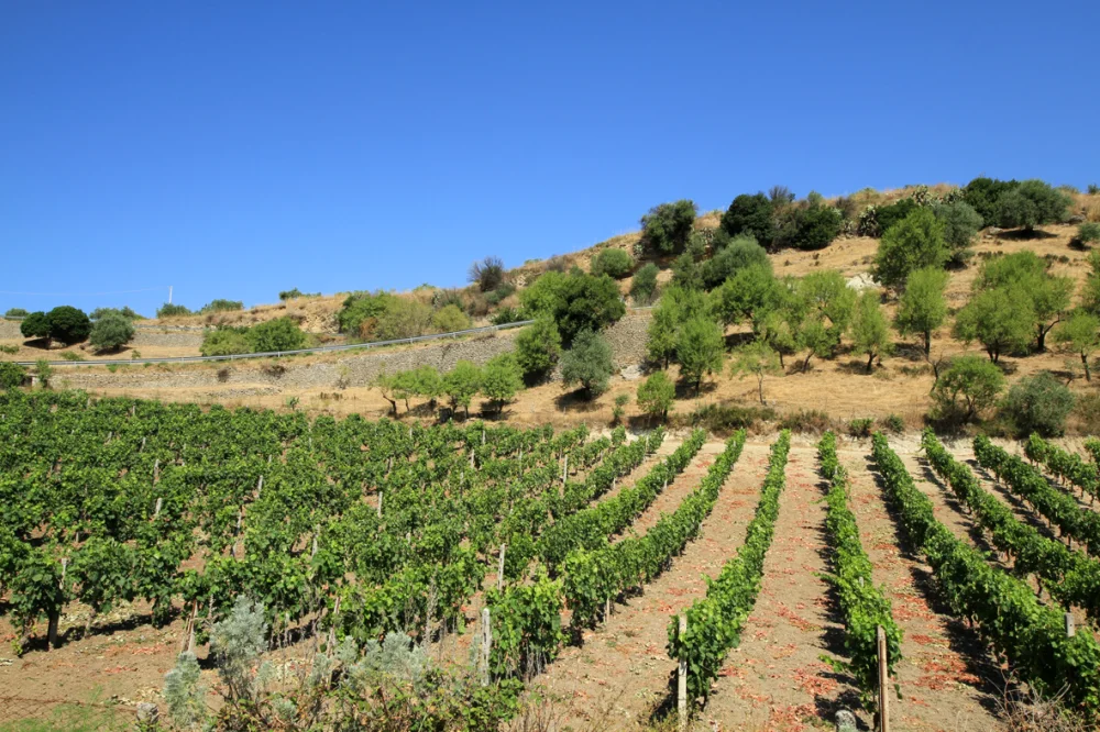 Vignoble de Vermentino di Gallura sur sols de granit, arrière-pays d'Olbia
