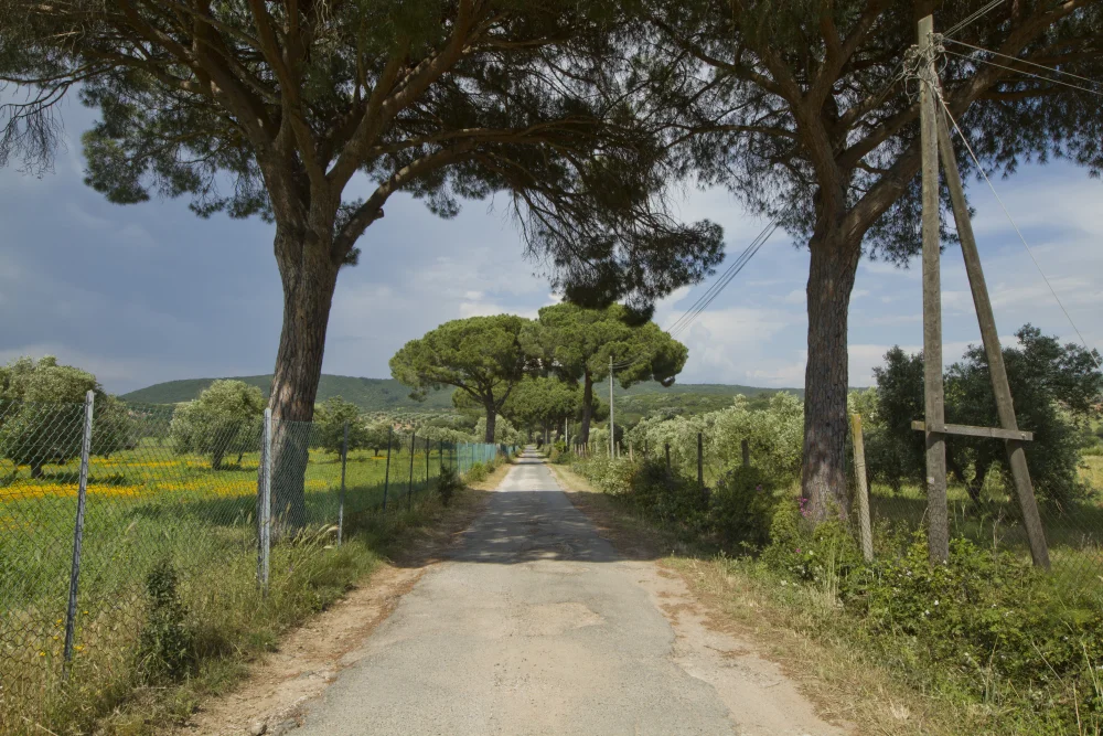 Route de campagne dans le parc naturel de la Maremme, près d'Alberese, Toscane