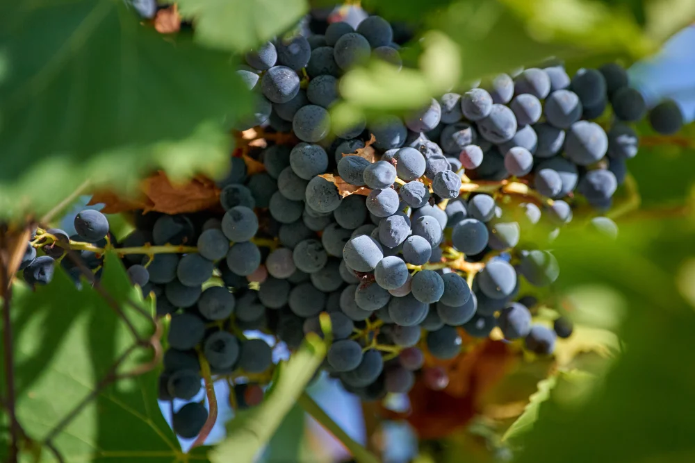 Vignes de Frascati, dans les Castelli Romani
